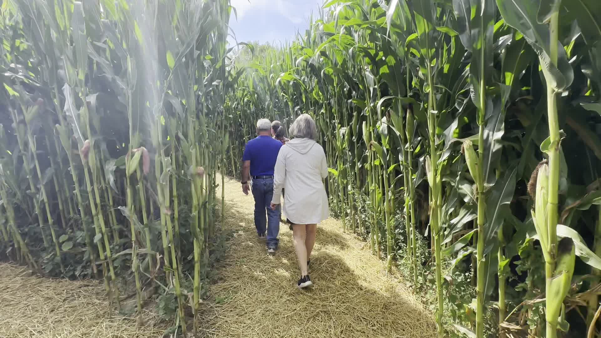 A walk through the corn maze