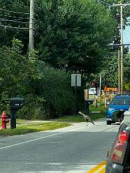 A turkey in the middle of the road in Solon, OH