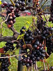 Beautiful ripe grapes at Raven's Glenn Winery