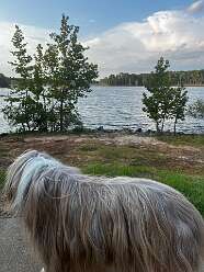 Bosley enjoying Lake O' The Pines