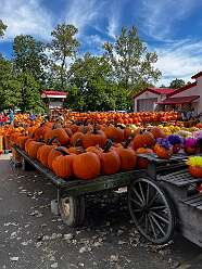 Lots of pumpkins
