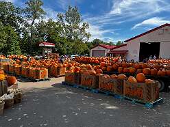 More pumpkins