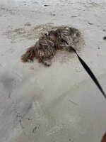 Bosley rolling on the beach