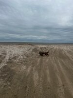 Bosley running on the beach in LA