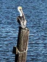 Pelican hanging around Lynn's
