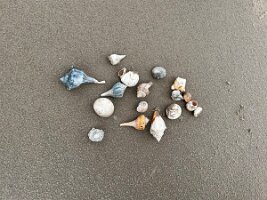 Seashells from LA Beach