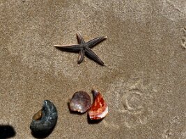 Shells from St George Island