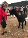 Visiting the alpaca farm