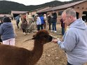 And feeding the alpacas