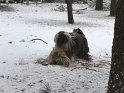 The boys playing in the snow