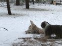 Bosley making snow angels