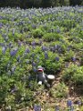 George in the bluebonnets