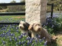 The boys posing in the bluebonnets