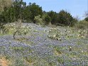 Bluebonnets in Fredericksburg, TX