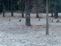 Turkeys crossing the road on our way to Brian and Hilda's