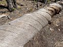 An interesting downed tree that was twisted